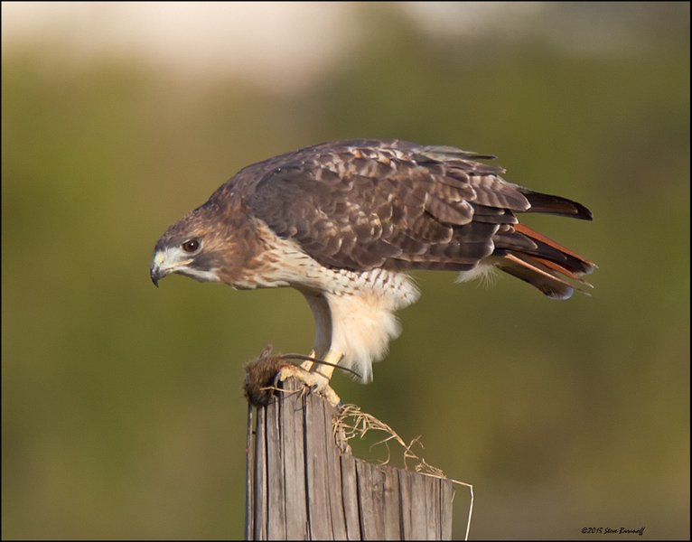 _5SB5979 red-tailed hawk with rodent.jpg